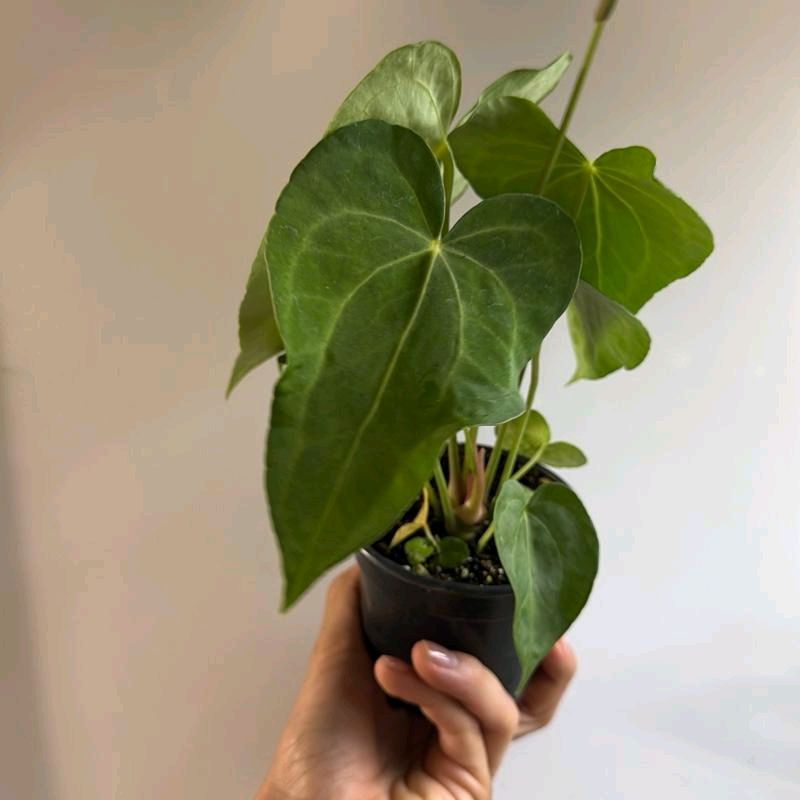 Anthurium King of Clarinervicum