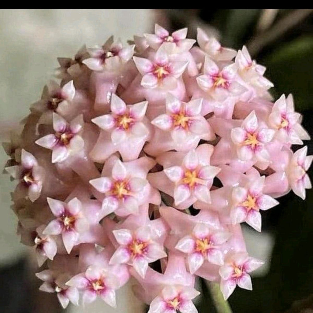 Hoya Parasitica 'Splash'