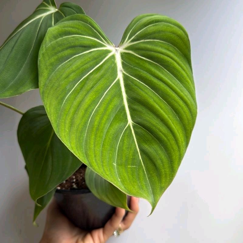 Philodendron Gloriosum