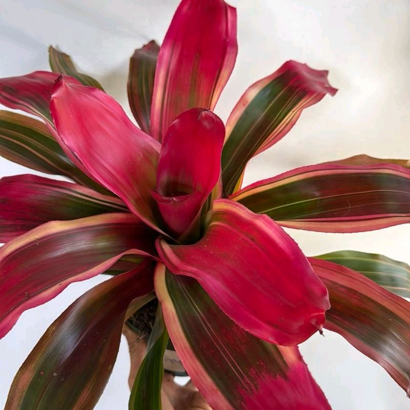 Neoregelia 'Serendipity'