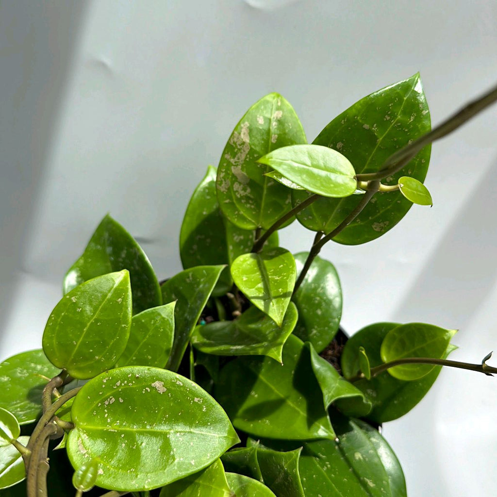 Hoya Parasitica 'Splash'