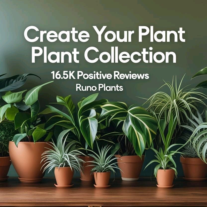 Syngonium Mystery Bundle Box - 3 Syngonium Plants