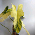 Variegated Philodendron Bipennifolium