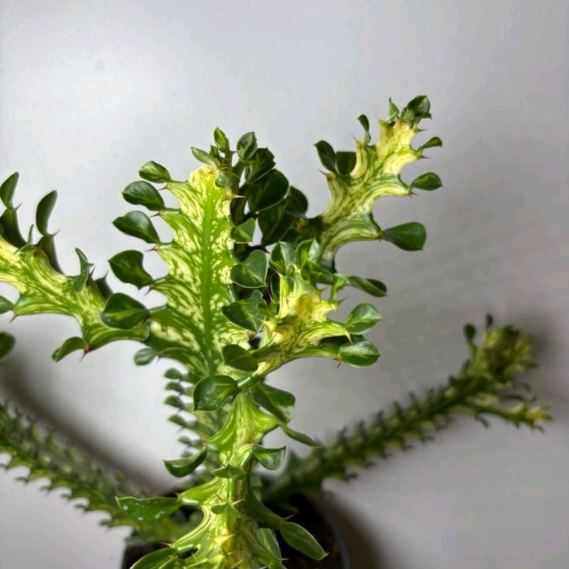 Variegated African Milk Tree (Euphorbia Trigona)