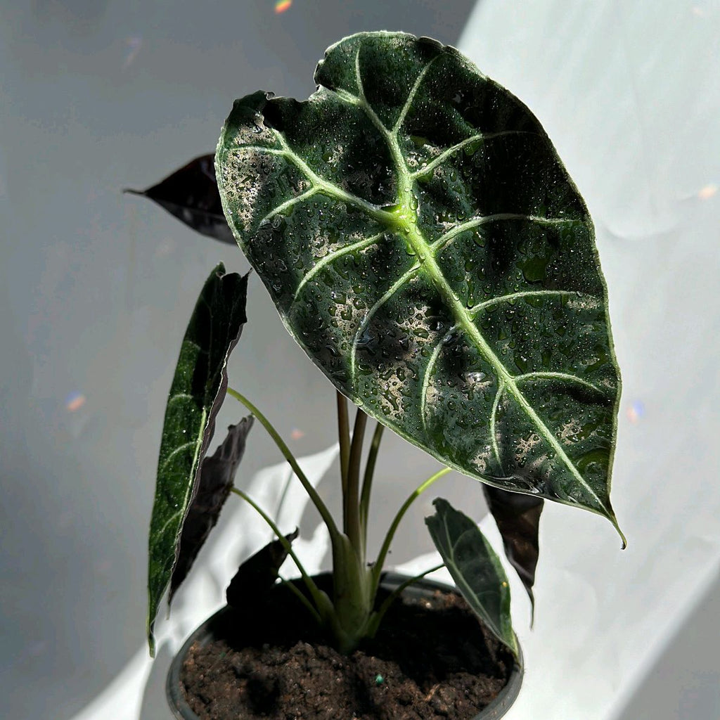 Alocasia Watsoniana 'Lightning'