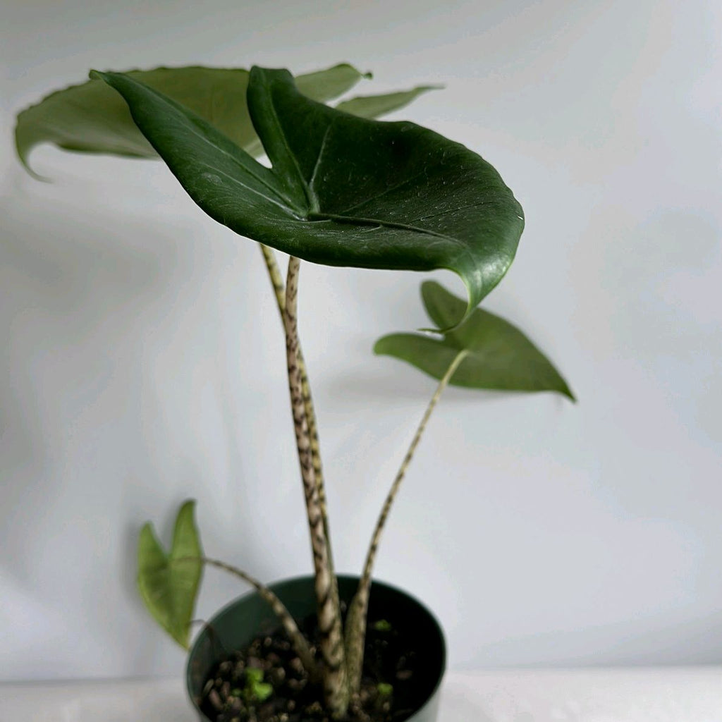 Alocasia Zebrina Reticulata