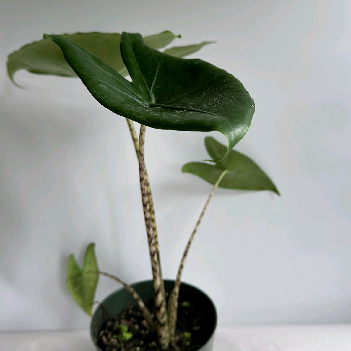 Alocasia Zebrina Reticulata