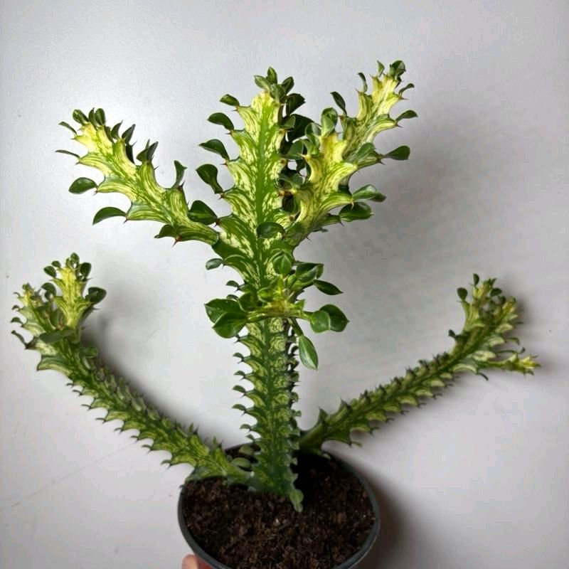 Variegated African Milk Tree (Euphorbia Trigona)