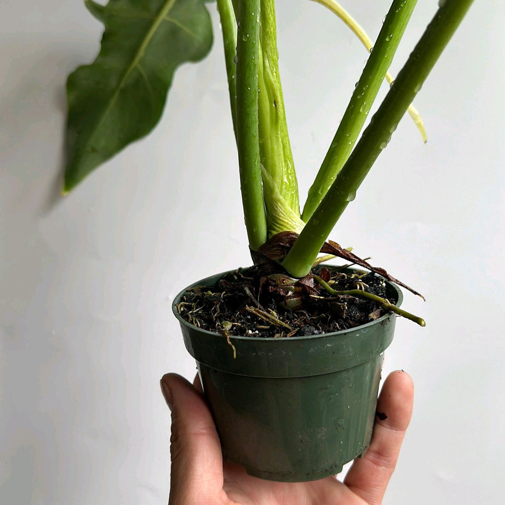 Variegated Philodendron 'Bob Cee'